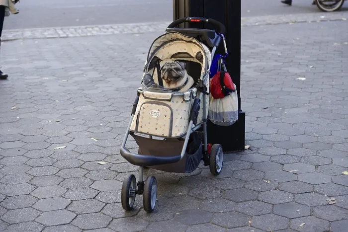 Framed Print : A dog sits in a pram on a paved pavement in the city