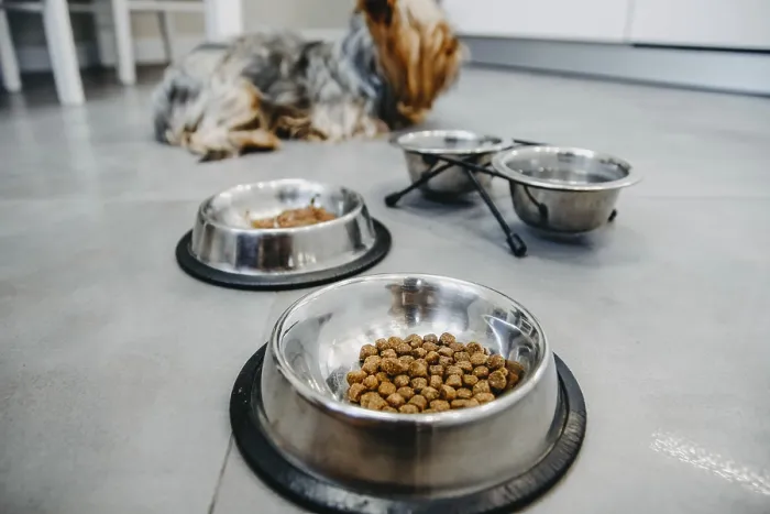 Framed Print : A dog sitting near metal bowls with kibble on a kitchen floor Framed Print : A dog sitting near metal bowls with kibble on a kitchen floor