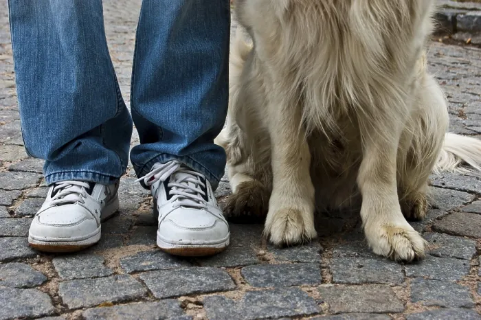 Framed Print : A dog sitting beside a person's legs on a cobblestone street