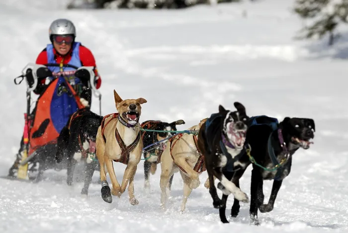 Framed Print : Dog sled race, Unterjoch, Bavaria, Germany, Europe