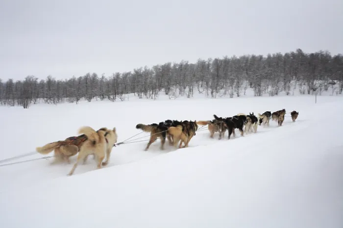 Framed Print : Dog sledding, sled dogs pulling sleds