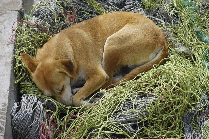 Framed Print : Dog sleeping in fishing net, Mindelo Framed Print : Dog sleeping in fishing net, Mindelo