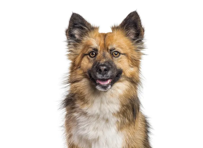 Framed Print : Dog smiling with tongue out on a clean white background Framed Print : Dog smiling with tongue out on a clean white background