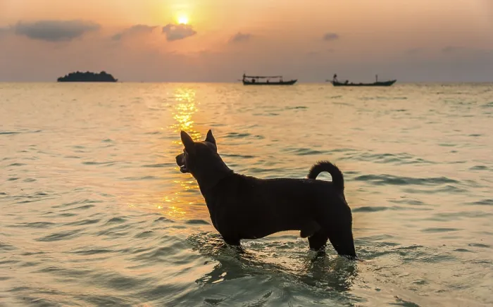 Framed Print : Dog standing in water with boats on sea at sunrise from Koh Tui Beach Framed Print : Dog standing in water with boats on sea at sunrise from Koh Tui Beach