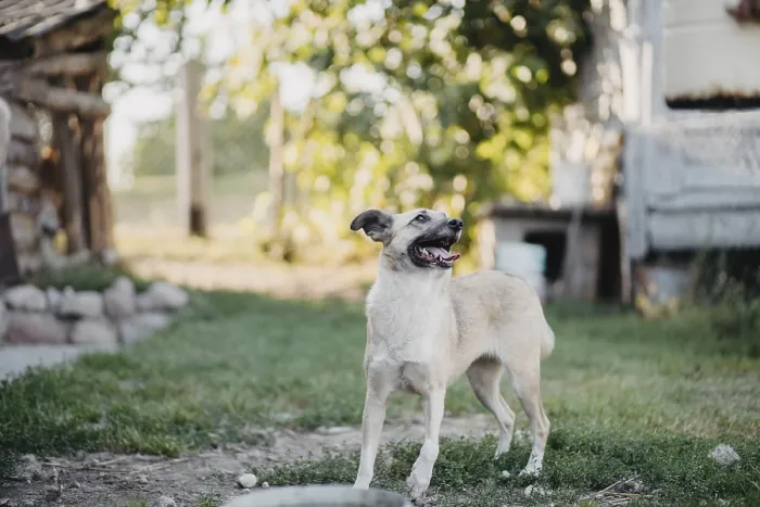 Framed Print : A dog standing in a yard looking attentive Framed Print : A dog standing in a yard looking attentive