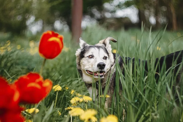 Framed Print : A dog stands amidst tall grass and vibrant red tulips