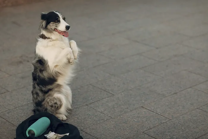 Framed Print : Dog stands on its hind legs and makes money at the street