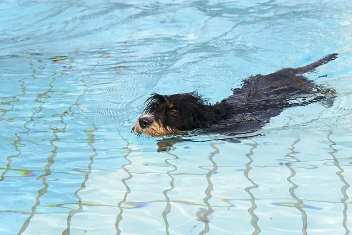 Framed Print : A dog swims through the pool, dog swimming in the outdoor pool