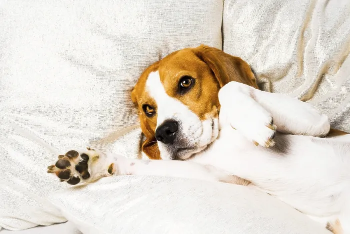 Framed Print : Dog tired sleeps on a couch. Lazy Beagle on sofa