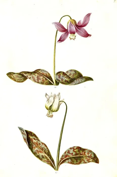 Framed Print : Dog's Fawn Lily (Erythronium dens-canis) Framed Print : Dog's Fawn Lily (Erythronium dens-canis)