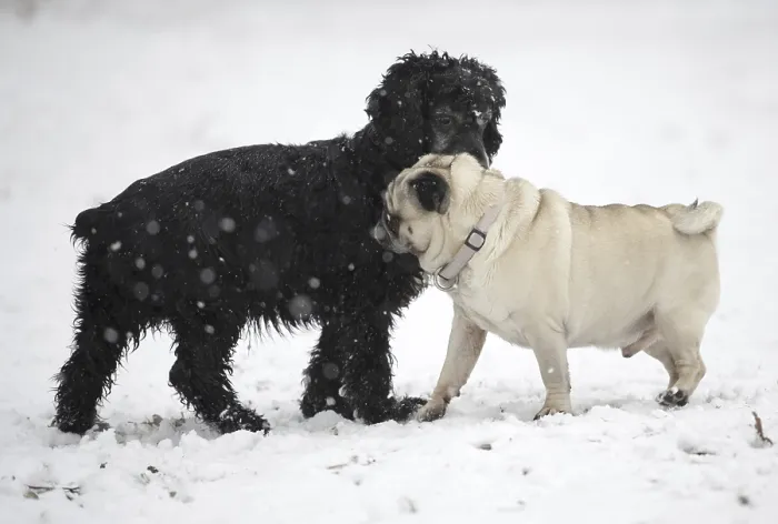 Framed Print : Two Dogs Greeting Each Other in a Snowy Winter Day in Locarno