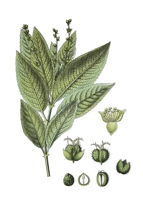 Framed Print : Dog's mercury (Mercurialis perennis)