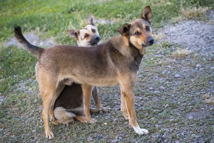 Framed Print : Two dogs on a path, one crouching under the other