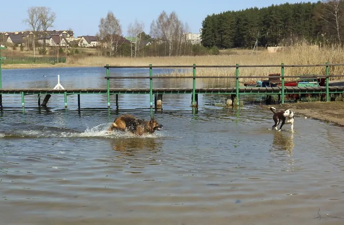 Framed Print : Two dogs play in the cold water of the spring April lake