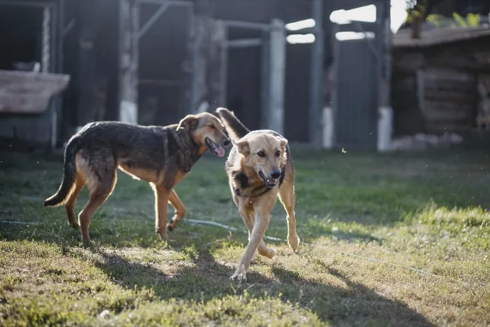Framed Print : Two dogs play energetically in a sunny yard