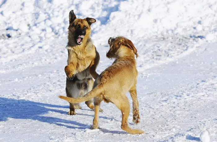 Framed Print : Two dogs play happily in the snow and show lively movements with joyful expressions