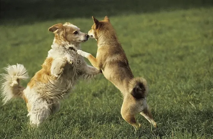 Framed Print : TWO DOGS PLAYING Framed Print : TWO DOGS PLAYING