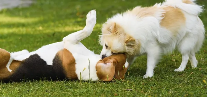 Framed Print : Two dogs playing on a green grass outdoors