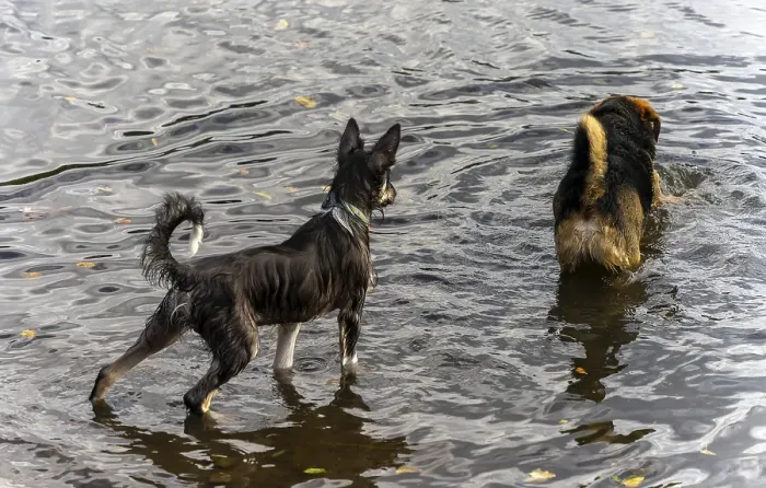 Framed Print : Dogs playing in a lake, Berlin, Germany, Europe