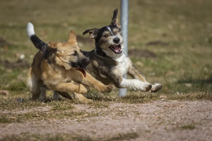 Framed Print : Two dogs playing wildly on a dog meadow Framed Print : Two dogs playing wildly on a dog meadow