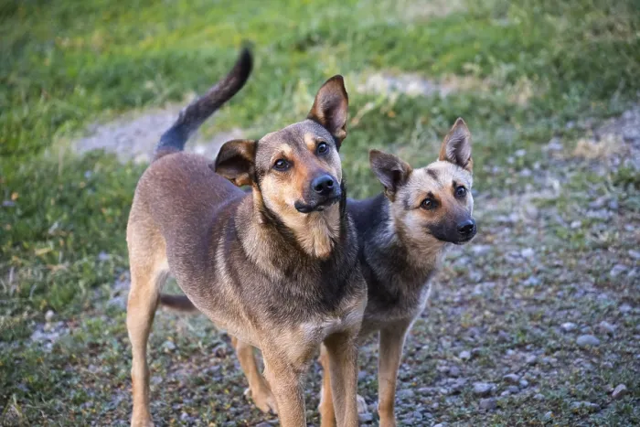 Framed Print : Two dogs stand attentively on a grassy path
