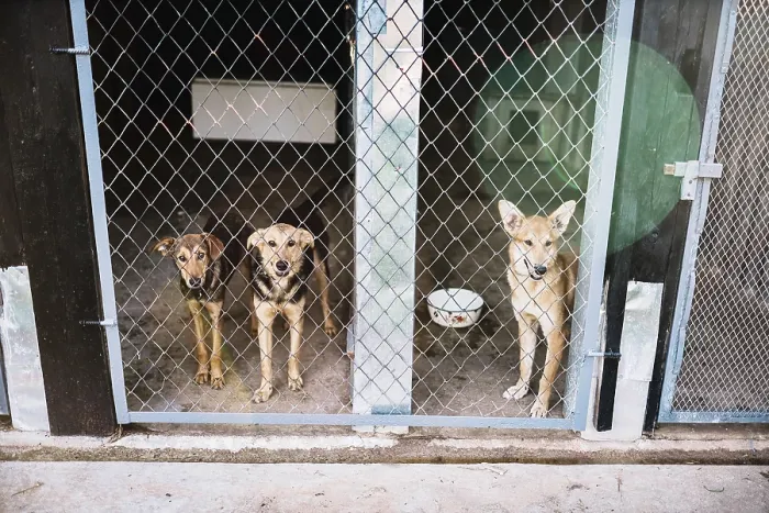 Framed Print : Three dogs stand behind a fence in a kennel Framed Print : Three dogs stand behind a fence in a kennel
