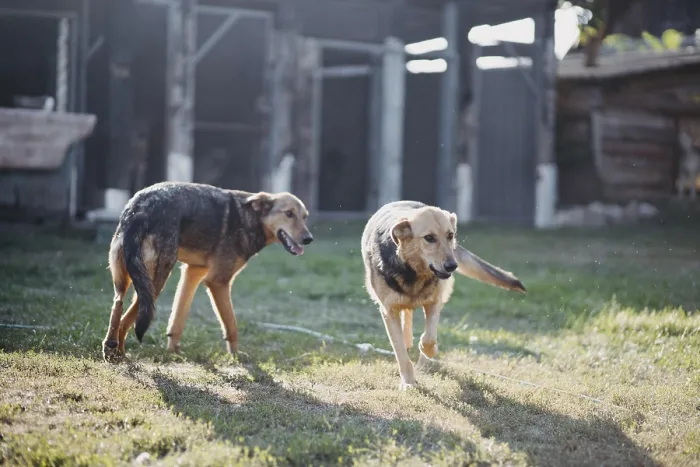 Framed Print : Two dogs stand in a sunlit yard casting long shadows Framed Print : Two dogs stand in a sunlit yard casting long shadows