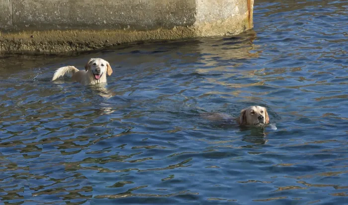 Framed Print : Two dogs swimming in blue ocean water