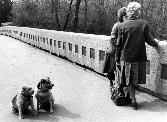 Framed Print : Dogs are waiting for their mistress about 1970s Framed Print : Dogs are waiting for their mistress about 1970s