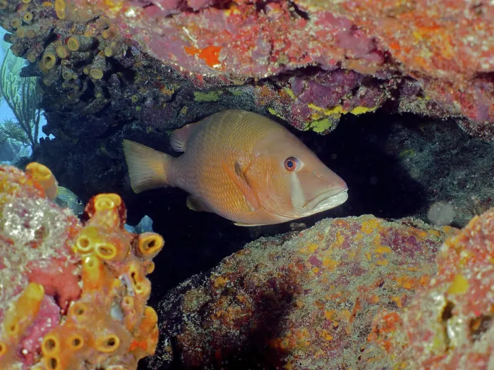 Framed Print : Dogtooth snapper (Lutjanus jocu)