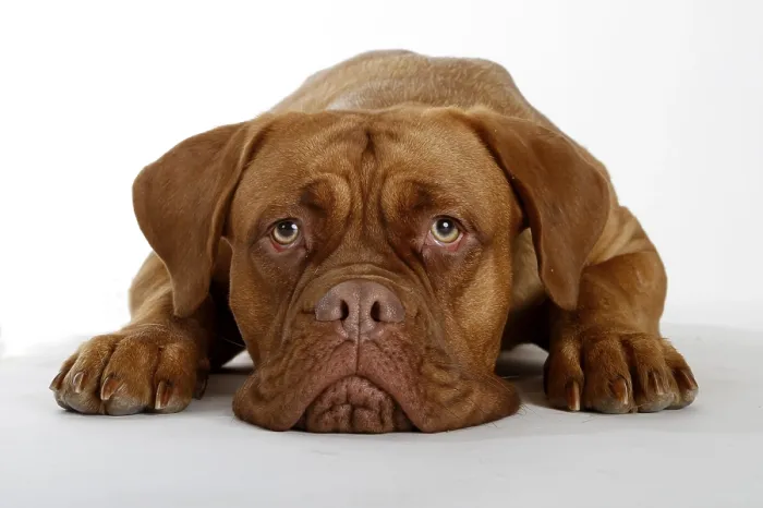 Framed Print : Dogue de Bordeaux, Bordeaux Mastiff or French Mastiff