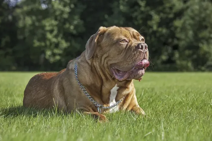 Framed Print : Dogue de Bordeaux, French Mastiff Framed Print : Dogue de Bordeaux, French Mastiff