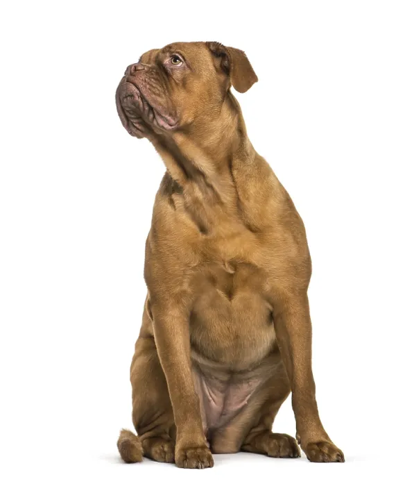 Framed Print : Dogue de Bordeaux sitting in front of white background