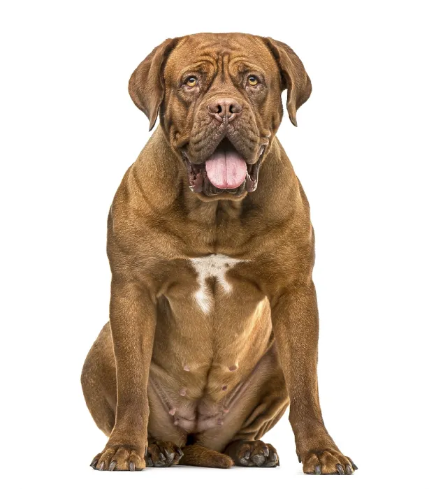 Framed Print : Dogue de bordeauxon sitting and panting isolated on white