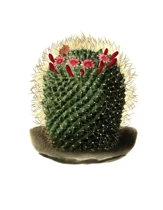Framed Print : Dolichocentra, cactus, nipple cactus (Mammillaria)