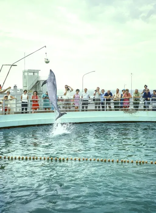 Framed Print : Dolphin show at the dolphinarium at the marina, Rimini, Adriatic coast, Emilia Romagna region, Italy 1969 Framed Print : Dolphin show at the dolphinarium at the marina, Rimini, Adriatic coast, Emilia Romagna region, Italy 1969