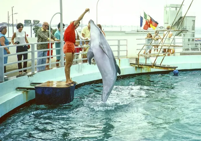 Framed Print : Dolphin show at the dolphinarium at the marina, Rimini, Adriatic coast, Emilia Romagna region, Italy 1969