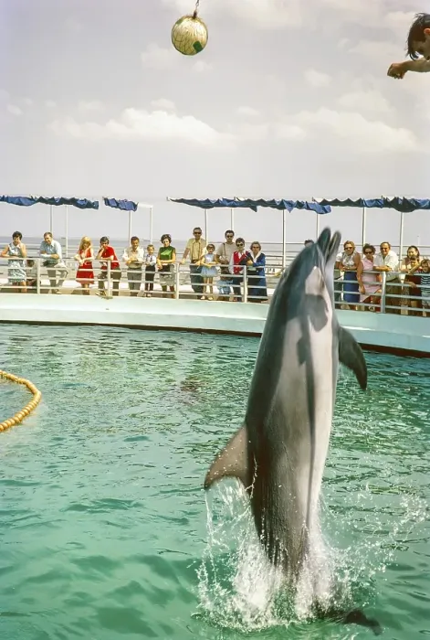 Framed Print : Dolphin show at the dolphinarium at the marina, Rimini, Adriatic coast, Emilia Romagna region, Italy 1969