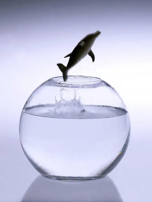 Framed Print : Dolphin jumping out of a bowl Framed Print : Dolphin jumping out of a bowl