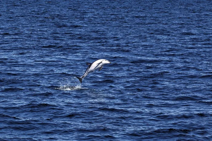 Framed Print : Dolphin performs a long leap over the blue waters of the sea