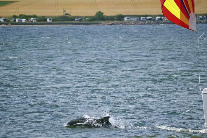 Framed Print : A dolphin swims in the sea while a sailing boat with a colourful flag sails nearby