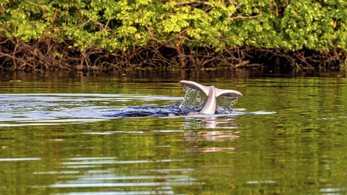 Framed Print : A dolphin tail dives into the calm river water against a lush green backdrop