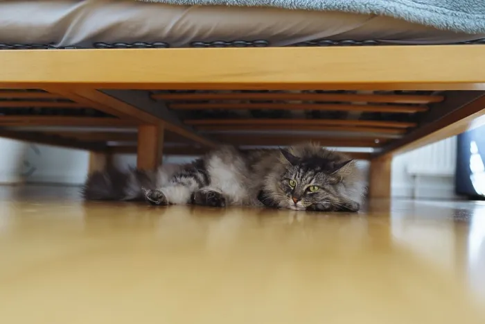 Framed Print : Domestic big fluffy cat sleeps lying under wooden bed Framed Print : Domestic big fluffy cat sleeps lying under wooden bed