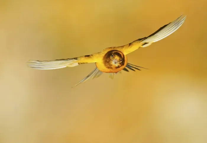 Framed Print : Domestic canary (Serinus canaria forma domestica) in flight
