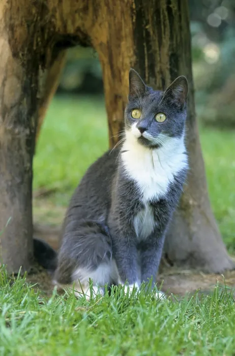 Framed Print : Domestic cat Framed Print : Domestic cat