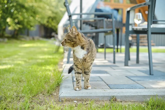Framed Print : Domestic cat on backyard looking to the side