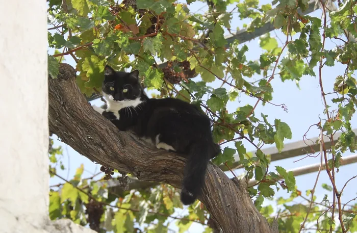 Framed Print : Domestic cat, black and white, lying on the trunk of a vine Framed Print : Domestic cat, black and white, lying on the trunk of a vine