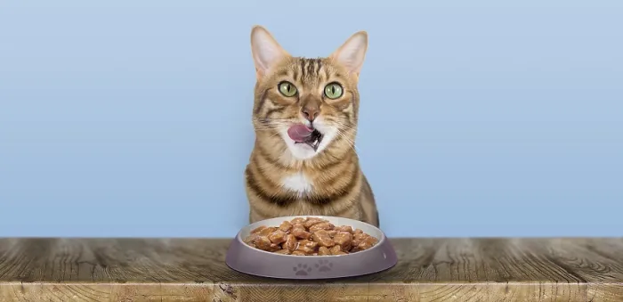 Framed Print : A domestic cat eats cat wet food Framed Print : A domestic cat eats cat wet food