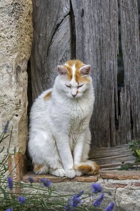 Framed Print : Domestic cat (Felis catus) resting outdoors in front of old wooden door of house in French village in the Provence Framed Print : Domestic cat (Felis catus) resting outdoors in front of old wooden door of house in French village in the Provence