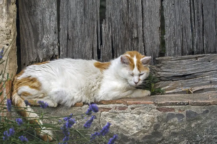 Framed Print : Domestic cat (Felis catus) resting outdoors in front of old wooden door of house in French village in the Provence Framed Print : Domestic cat (Felis catus) resting outdoors in front of old wooden door of house in French village in the Provence
